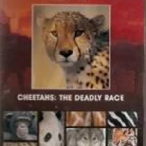 Cheetahs: The Deadly Race 2004 DVD Top-quality Free UK shipping