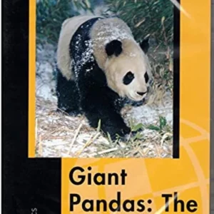 Giant Pandas: The Last Refuge 1993 DVD Top-quality Free UK shipping