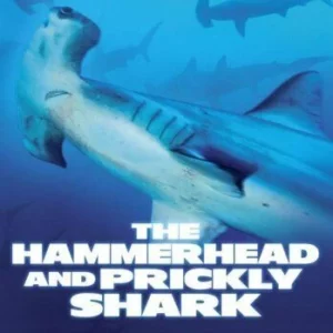 Shark Attack - The Hammerhead And Prickly Shark 2005 DVD Top-quality