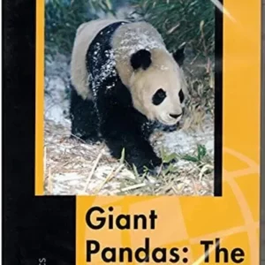 Giant Pandas: The Last Refuge