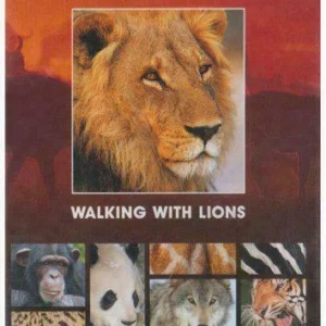 Walking with Lions