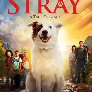 The Stray