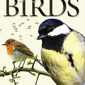 Everyday British Birds