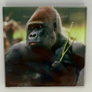 Gorilla Picture Coaster Glass – Heat Resistant & Decorative