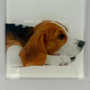 Dog Coaster Glass – Heat Resistant & Decorative