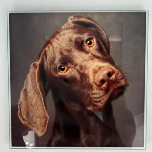 German Shorthaired Pointer Coaster Glass – Heat Resistant & Decorative