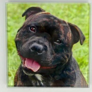 Staffordshire Bull Terrier Coaster Glass – Heat Resistant & Decorative