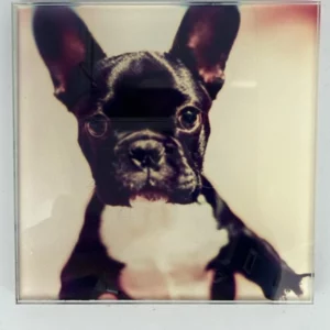 French Bulldog Puppy Coaster Glass – Heat Resistant & Decorative