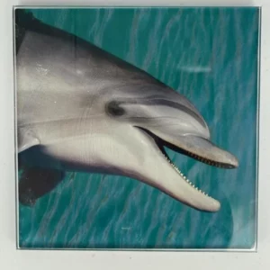 Dolphin Coaster Glass – Heat Resistant & Decorative