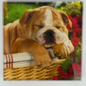 Dog Coaster Glass – Heat Resistant & Decorative