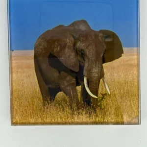 Elephant Coaster Glass – Heat Resistant & Decorative