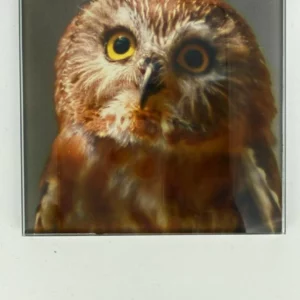 Morepork Coaster Glass – Heat Resistant & Decorative