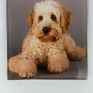 Cockapoo Coaster Glass – Heat Resistant & Decorative