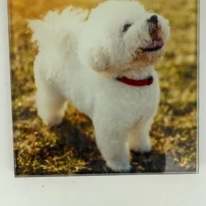 Bichon Frisé Coaster Glass – Heat Resistant & Decorative