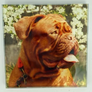 Dogue de Bordeaux Coaster Glass – Heat Resistant & Decorative