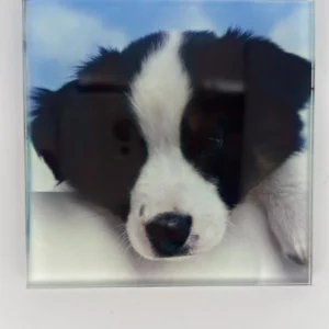 Border Collie Coaster Glass – Heat Resistant & Decorative