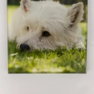 West Highland White Terrier Coaster Glass – Heat Resistant & Decorative