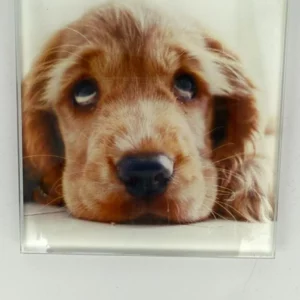 Dog Coaster Glass – Heat Resistant & Decorative