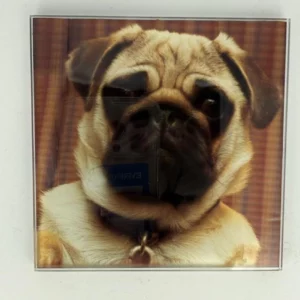 Pug Coaster Glass – Heat Resistant & Decorative