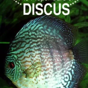 The Proper Care of Discus