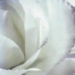 A Tribute To Diana