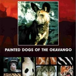 Painted dogs of the Okavango (national geographic)