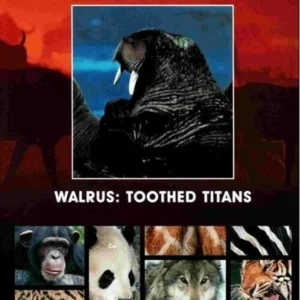 Walrus: Toothed Titans