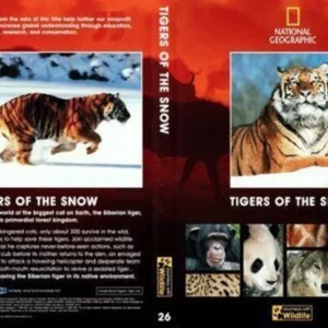 Tigers Of The Snow
