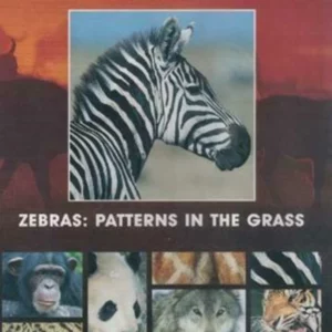 National Geographic - Zebras Patterns in The Grass