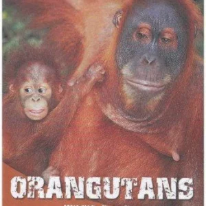 Wildlife Paradise - Orangutans