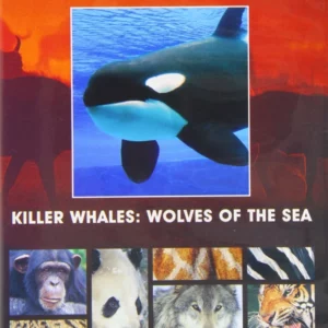 Killer Whales: Wolves of the Sea
