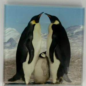 Penguins Coaster Glass – Heat Resistant & Decorative