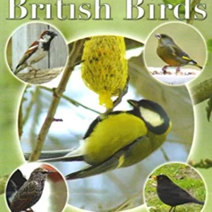 Attracting British Birds